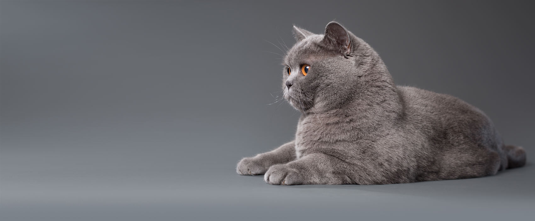 Die optischen Merkmale der Britisch Kurzhaar Katze