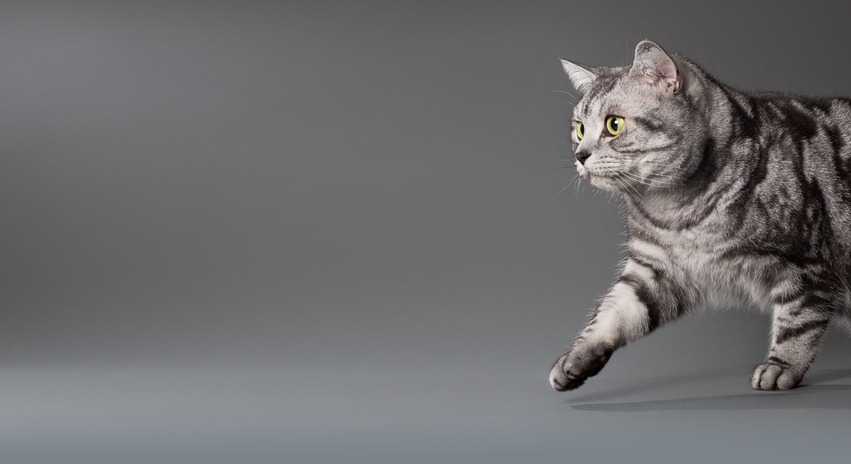 Britisch Kurzhaar Katze Silver Tabby